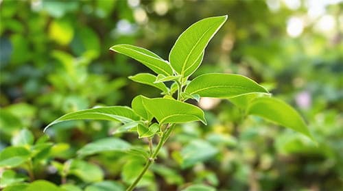 Gymnema Sylvestre Leaf
